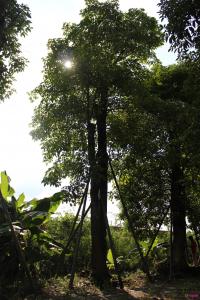 秋枫